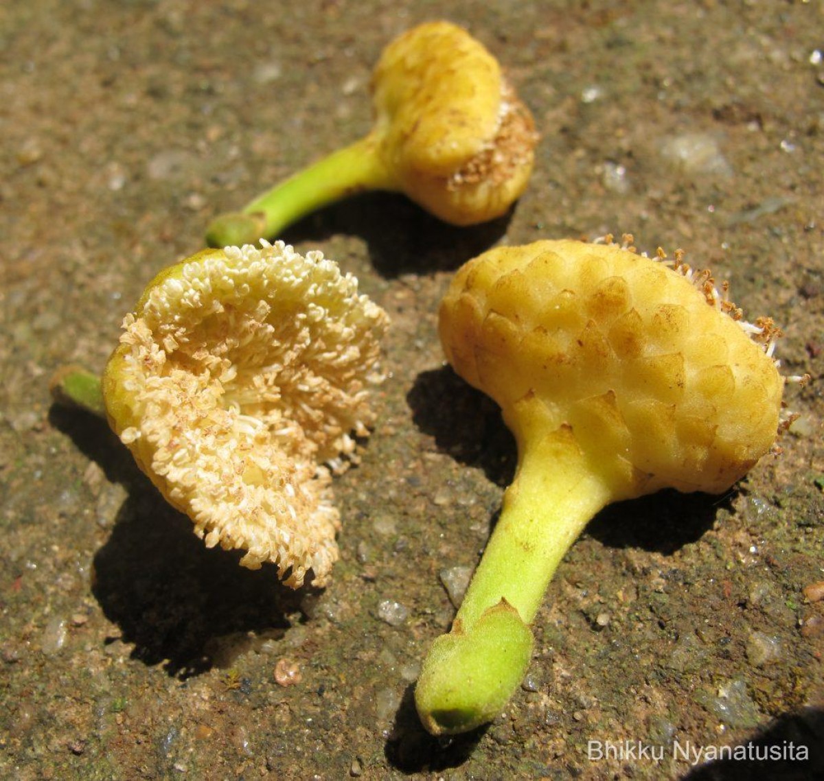 Castilla elastica Cerv.